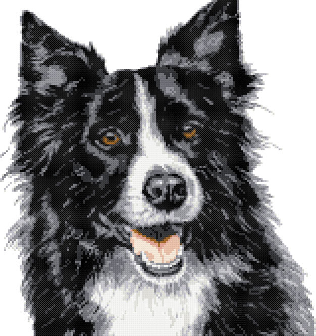 Border collie No10 cross stitch kit