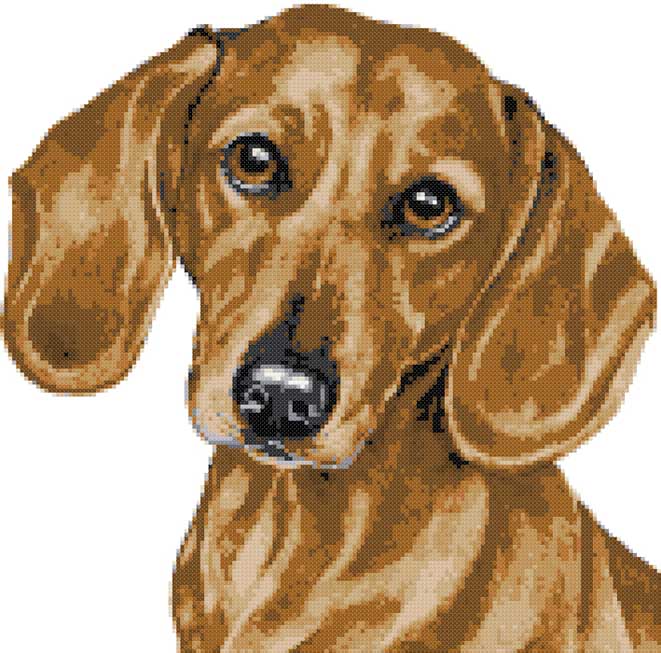 Dachshund amber cross stitch kit