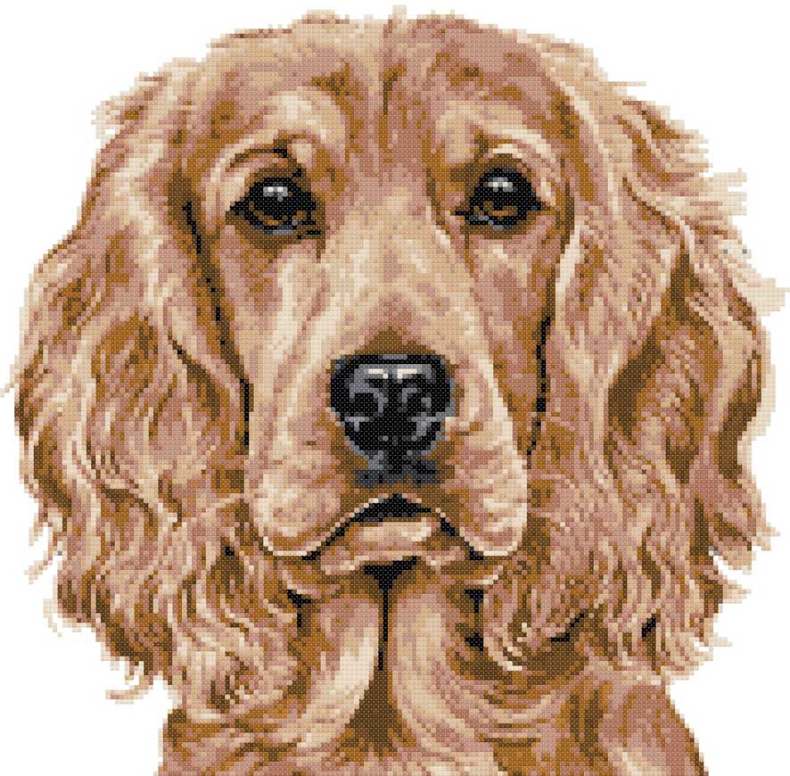 Golden cocker spaniel (v3) cross stitch kit