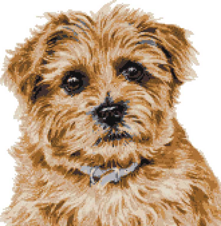 Norfolk Terrier grizzle counted cross stitch kit