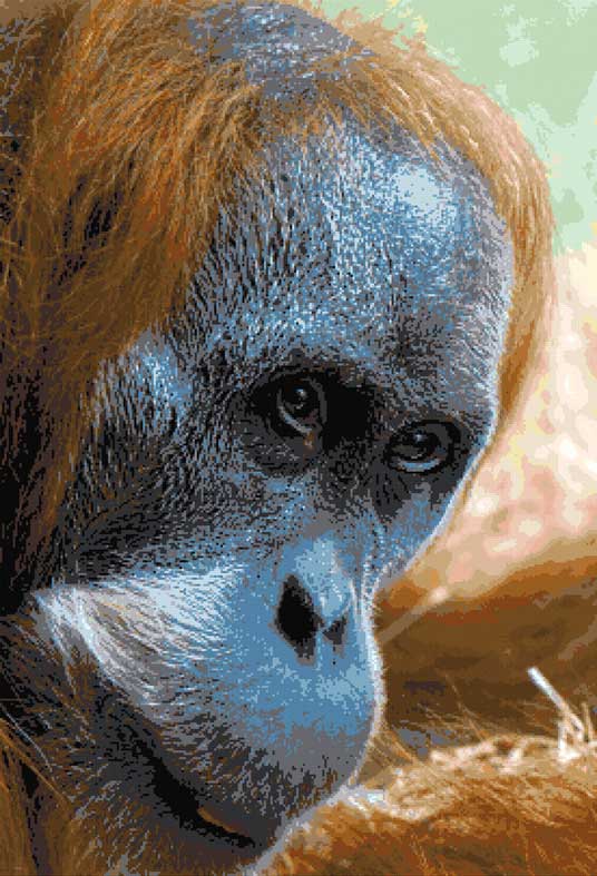 Orangutan close up (v2) cross stitch kit