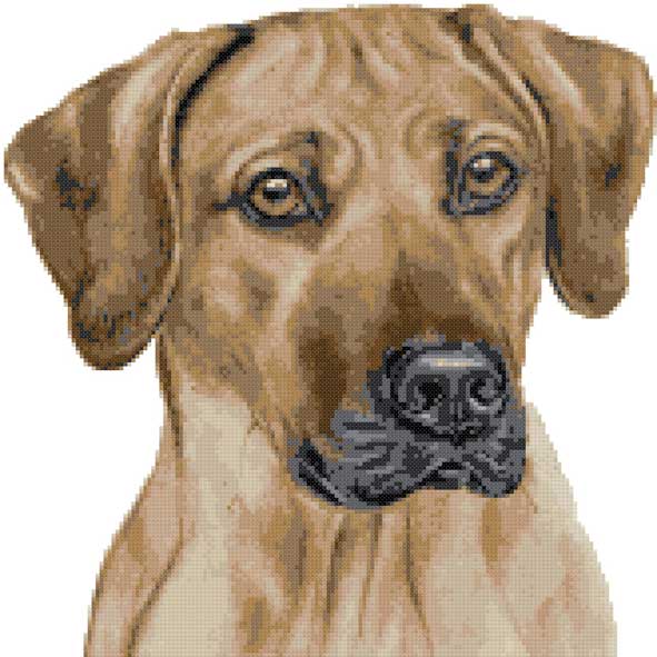 Rhodesian Ridgeback portrait cross stitch kit