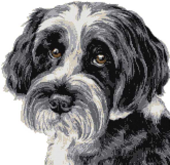 Tibetan Terrier portrait cross stitch kit