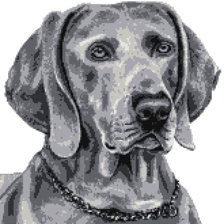 Weimaraner grey counted cross stitch kit