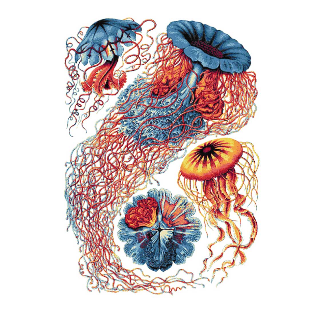 Jellyfish Haeckel advanced cross stitch kit