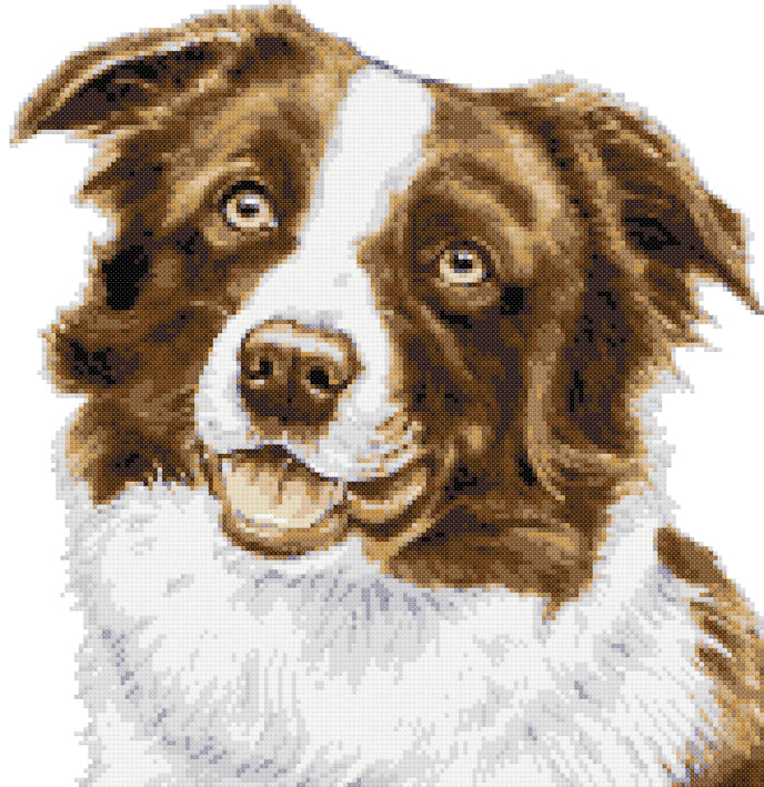 Brown Border Collie cross stitch